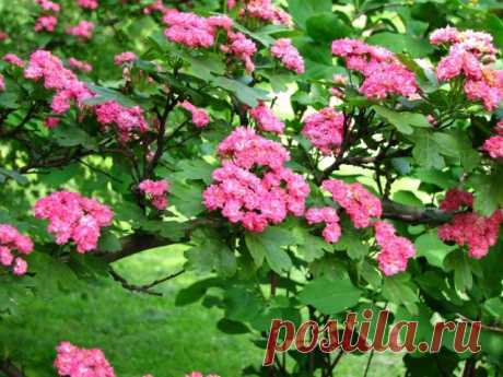 Боярышник — король декоративных кустарников