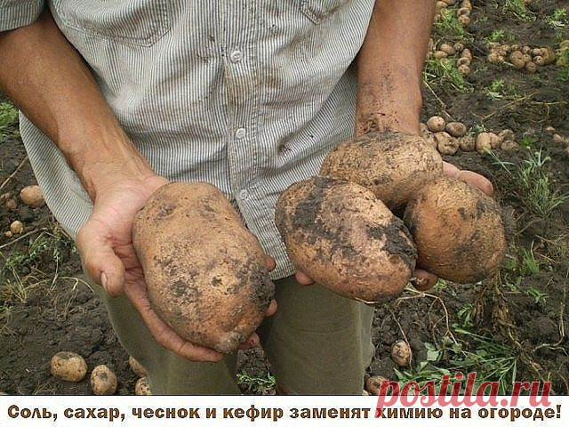 Иногда нам и в голову не приходит, что удобрения и ядохимикаты могут заменить самые обычные продукты - соль, сахар, чеснок, кефир, горчица.
Вот, например, появились на томатах первые признаки фитофтороза. Чтобы спасти плоды, надо ускорить их созревание. В этих целях обычно рекомендуют подкормить томаты калием и фосфором. Но есть способ проще. Возьмите на 1 л воды 100 г поваренной соли и этим раствором опрысните заболевшие растения. После такой иезуитской операции листья по...