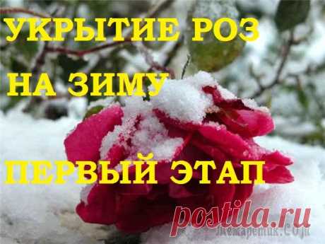 Роза. Укрытие розы на зиму. Первый этап.