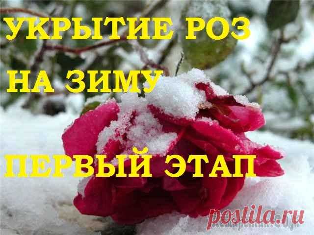 Роза. Укрытие розы на зиму. Первый этап.