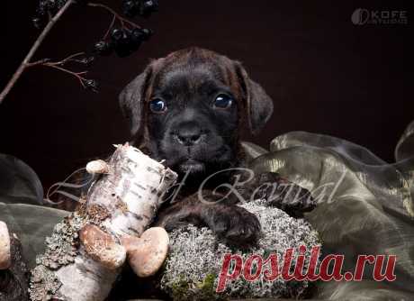 Итальянский Кане Корсо Legend Revival Rassamaha