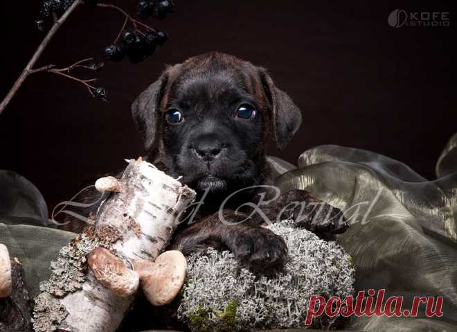 Итальянский Кане Корсо Legend Revival Rassamaha