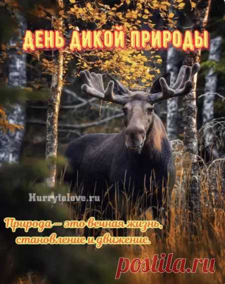 День дикой природы —
Особенный праздник,
Ведь каждый из нас —
Очень важный участник.