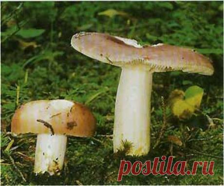 Сыроежка пищевая (Russula vesca)