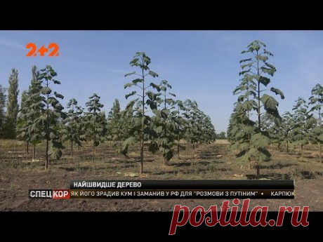 В Україні набирає обертів промислове вирощування унікального дерева – павловнії - YouTube