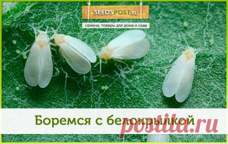 #seedspost_ru_care

Вы знакомы с белокрылкой? Если нет, то это к счастю! А если да, не отчаивайтесь! Мы знаем, как от неё избавиться 

Белокрылка — опасный вредитель растений. Эти мелкие летающие насекомые похожи на крошечных белых мотыльков. На листьях поражённой культуры легко заметить мелкие сероватые крупинки - это личинки.

Белокрылка вредит и огородным растениям и  домашним. Часто селится на бегонии, бальзамине, пассифлоре. В теплицах вредитель выбирает томаты и огур...