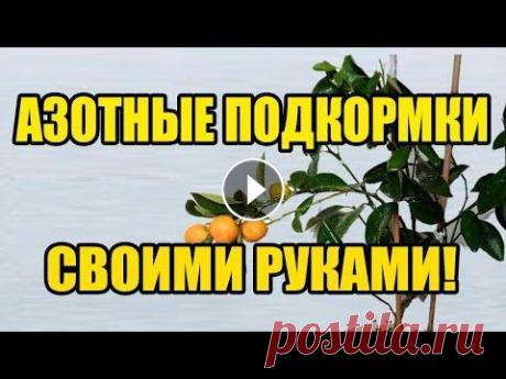 Натуральные удобрения подкормки для всех растений в домашних условиях  Азотные подкормки Натуральные Природные удобрения подкормки для всех растений в домашних условиях Азотные подкормки. я предлагаю сделать азотные подкормки для комнатных...