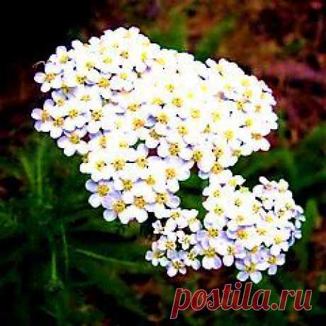 Тысячелистник - лечебные полезные свойства. Противопоказания к приминению тысячелистника обыкновенного