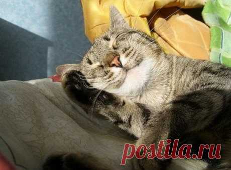 Сладкий сон.