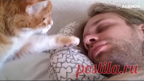 Как коты будят своих хозяев утром (подборка)