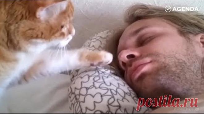 Как коты будят своих хозяев утром (подборка)