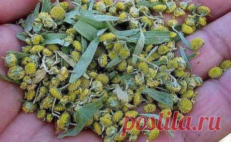 Полынь - лекарство от многих болезней!
Полынь - это сильнейшее средство дано для быстрого приведения больных в порядок.
Лечение полынью очищает тело от всяких вредных организмов, находящихся в нем (это разного рода простейшие - трихомонады, хламиды, герпес, кандида, лямблии, эхинококковая инфекция)., излечивает бессоницу, нервные болезни и восстанавливает обмен веществ, в результате чего исчезает ожирение и лишний вес.
Полынная терапия снимает почти все воспалительные процессы, особенно при п