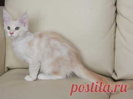 IMPERIAL COON - помёт - Q - дети Мёда и Хиллари - Страница 4