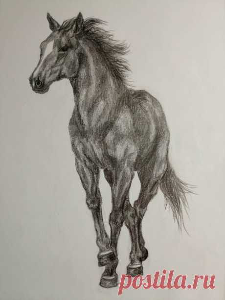 Конь 10.05.2005 г. (карандаш)