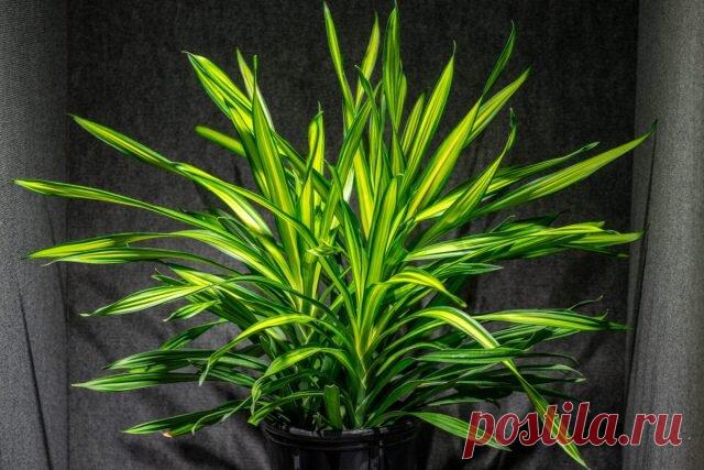 Главные модники среди комнатных растений — 5 трендов осени 2023 года | Ботаничка | Дзен