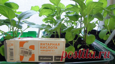 Янтарная кислота для растений - инструкция по применению