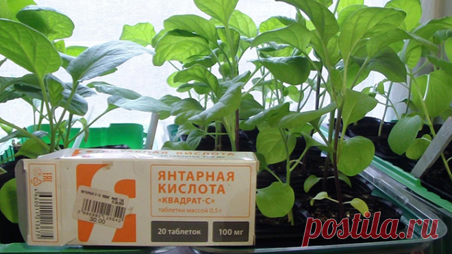 Янтарная кислота для растений - инструкция по применению