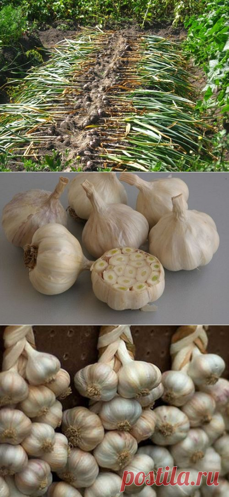 Такой разный чеснок
