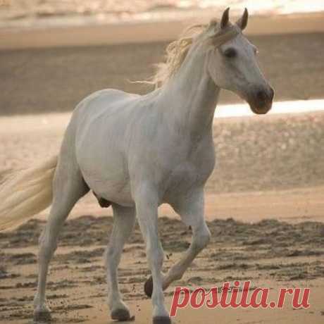 Photo by Larisa on June 12, 2021. May be an image of horse and outdoors.
