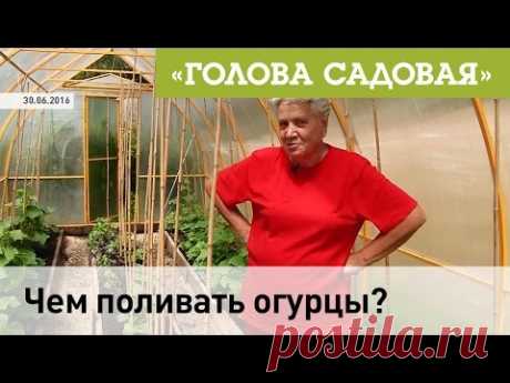 Голова садовая - Чем поливать огурцы?