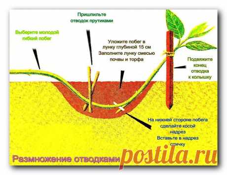 (+3) Способы размножения садовых растений отводками и отпрысками. Очень простые и надежные методы