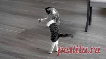 Как кошка бизнес спасла - OGADANIE.RU