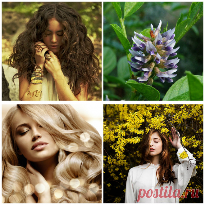Tratamento de cabelo em casa: Segredos de mundo de beleza feminina