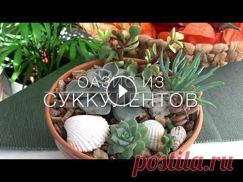 Суккуленты в чашке | Композиция из суккулентов | DIY Succulent Arrangement | Succulents in a bowl Мой ВК Яндекс Дзен RuTube Что нужно:Чашка/Глубокая тарелкаДренажГрунт для кактусов и суккулентовПерлитСуккулентыДекоративные камешки разного размера, ...