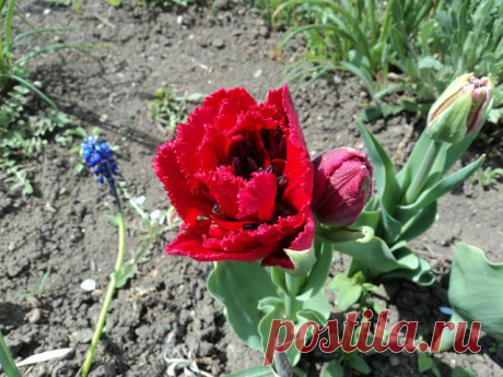 Сад своими руками(моя любимая дача)
Татьяна ***********