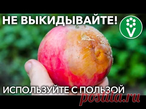 Какую ПОЛЬЗУ могут принести испорченные яблоки и закатки?