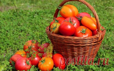 Лучшие сорта томатов для маринования, засолки и консервирования, фото отзывы