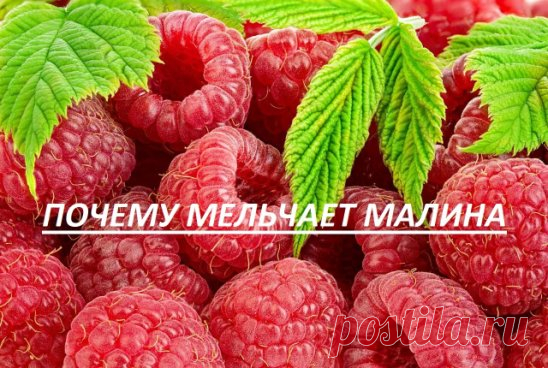 Пять причин измельчения ягод малины
Если хороший крупноплодный сорт малины вдруг до безобразия измельчал, значит самое время провести корректировку применяемой агротехники.
Измельчать может любой сорт малины, даже самый крупный, если дать возможность побегам загустить ряды. Обычно это случается, если садоводы пускают дело на самотек и малина растет так, как ей вздумается.
Если же садовод возьмется за ум и секатор, вырежет все отплодоносившие, мелкие и слабые побеги, прорежет междурядья шир