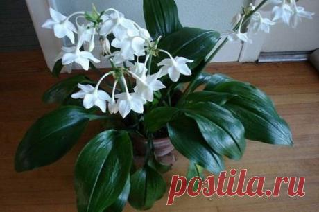 ЭУХАРИС - АМАЗОНСКАЯ ЛИЛИЯ.  Эухарис (Eucharis) часто называют амазонской лилией или амазонским нарциссом. Его родина - тропики Центральной и Южной Америки, широко распространен этот цветок в верховьях Амазонки, в Колумбии. Отно…