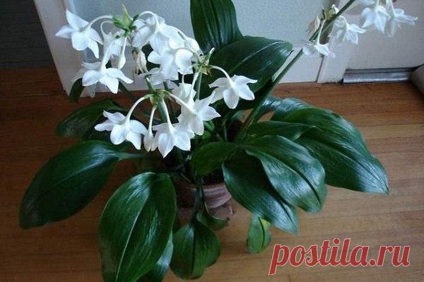 ЭУХАРИС - АМАЗОНСКАЯ ЛИЛИЯ.  Эухарис (Eucharis) часто называют амазонской лилией или амазонским нарциссом. Его родина - тропики Центральной и Южной Америки, широко распространен этот цветок в верховьях Амазонки, в Колумбии. Отно…