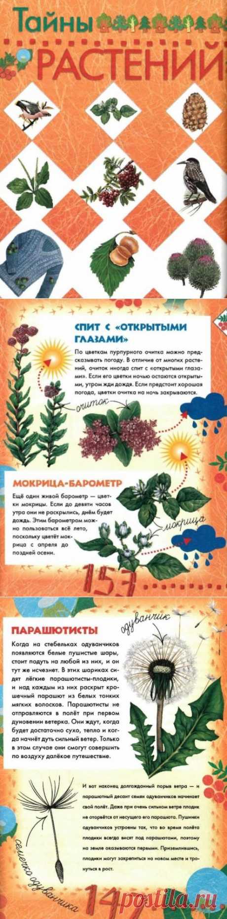 &quot;Тайны растений.&quot;-Большая книга леса.-8