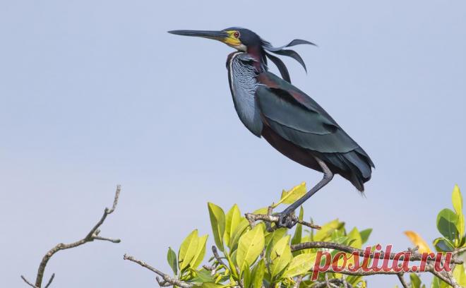 Agami Heron (Agamia agami) Ciénaga La Coroza,Caño Grande, Córdoba, Colombia. | the Internet Bird Collection | HBW Alive
