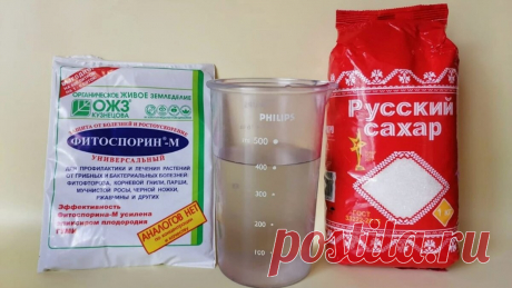 Как развести фитоспорин - инструкция по применению. Если хочешь, чтобы он зароботал в полную мощь, разводить его нужно именно так | ХОЗЯЙКА УЮТА | Дзен