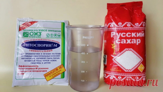Как развести фитоспорин - инструкция по применению. Если хочешь, чтобы он зароботал в полную мощь, разводить его нужно именно так | ХОЗЯЙКА УЮТА | Дзен