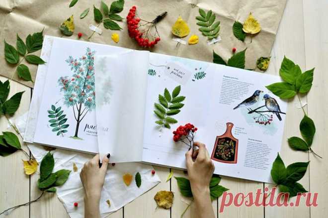 На подробных рисунках книги "Мой гербарий. Листья деревьев" можно рассмотреть форму кроны и отдельного листа. Увидеть, как выглядят цветы, плоды и семена каждого дерева, узнать много интересных историй, связанных с этими деревьями. Но это ещё не всё. Можно стать не только читателем, но и полноправным автором этой книги. Собрать листья деревьев, засушить их, приклеить полосками бумаги на специально отведённые станицы и подписать. И тогда получится собственная научная коллекция —…