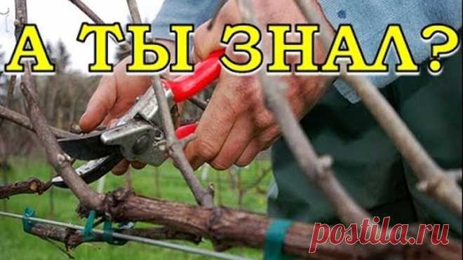 Обрезка винограда пошагово