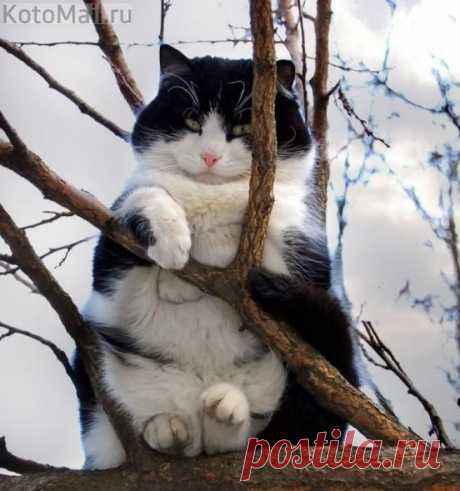 Любитель быть на высоте