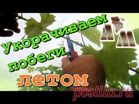 🍇 Летняя чеканка (укорачивание) побегов винограда