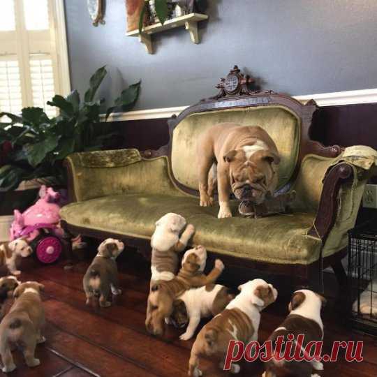 Смешное видео: папа-бульдог убегает от щенков | Новости | animal.ru