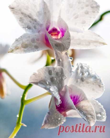 Watering orchids in the home - FloweryVale.ru