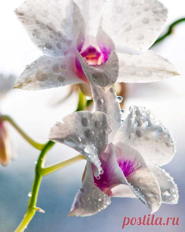 Watering orchids in the home - FloweryVale.ru