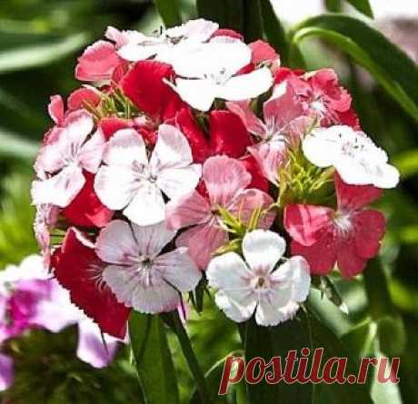 Dianthus barbatus (Sweet William) "Kaleidoscope Mixed" x 30 seeds  | eBay Dianthus barbatus 'Kaleidoscope Mixed' (Sweet William) x 30 seeds. This unusual variety of sweet William not only carries a wonderful scent but also bears stunning blooms. The huge ball-headed flowers are made up of multiple individual blooms with bi- and tri-coloured petals in pink, lilac and rose shades. | eBay!