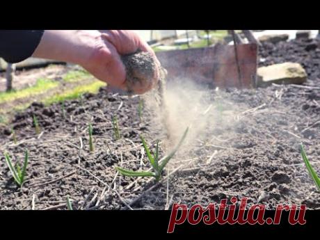 Опудриваю этим грядку с озимым чесноком в апреле! Перья не желтеют а зубчики расту крупными с кулак.