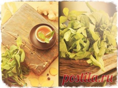 Лечебные свойства перечной мяты и ее применение