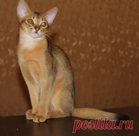 Абиссинская кошка дикого окраса