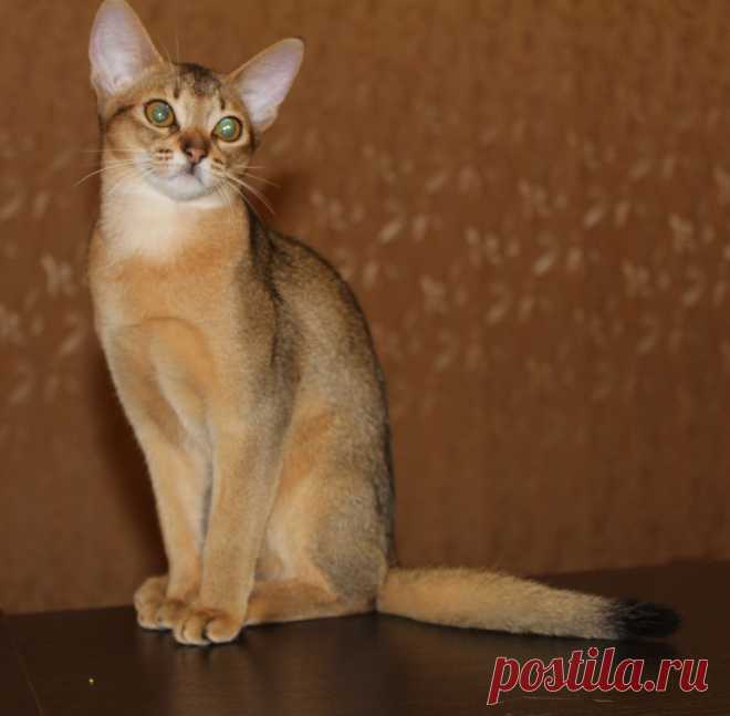 Абиссинская кошка дикого окраса